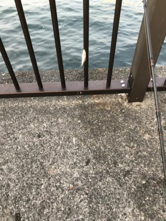 豆アジの季節 おせんの季節