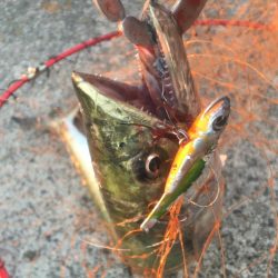 アジが入ればサゴシ好調