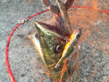 アジが入ればサゴシ好調