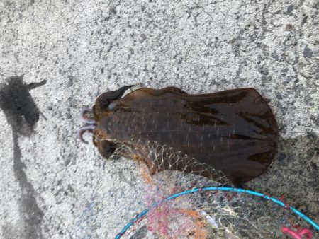 6週連続和歌山遠征してやっとこさ初アオリ！…