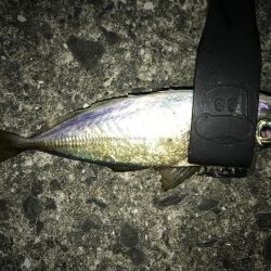 アジングで満足