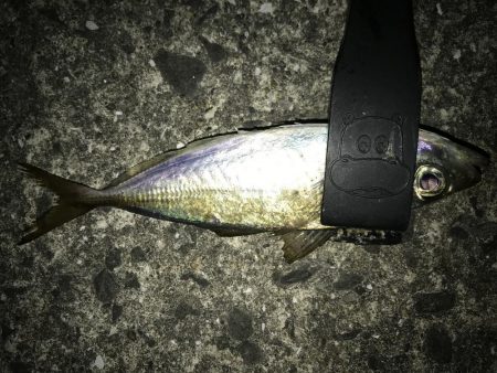 アジングで満足