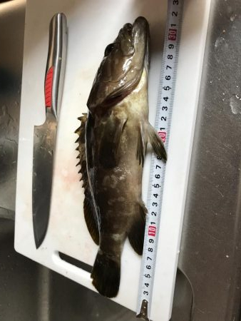 初フカセはクエ（笑）