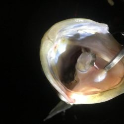 うっすらとバチ抜けてます。