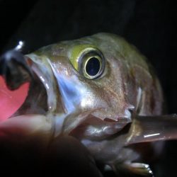 久し振りにライトワインド