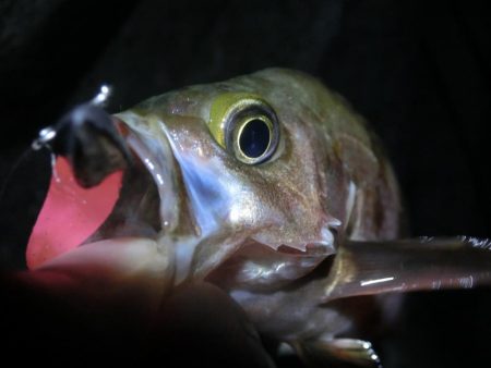 久し振りにライトワインド