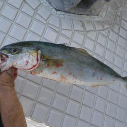 ヒラマサ稚児わく