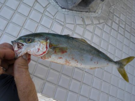 ヒラマサ稚児わく