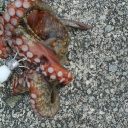 令和最重量のたこ