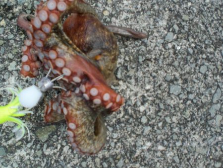 令和最重量のたこ