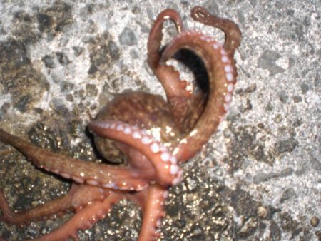 タコ居ました。