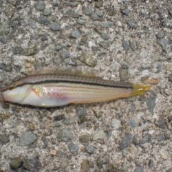 砂浜でちょい投げ