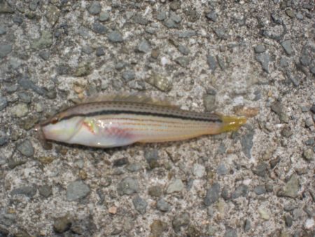 砂浜でちょい投げ