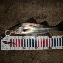 雨と風とシーバス