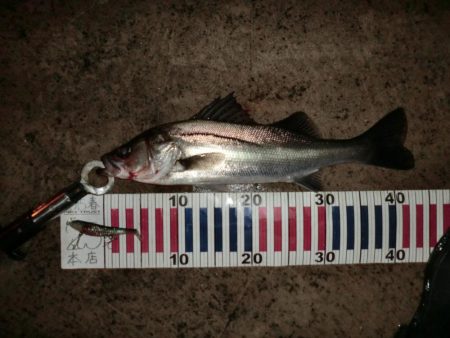 雨と風とシーバス