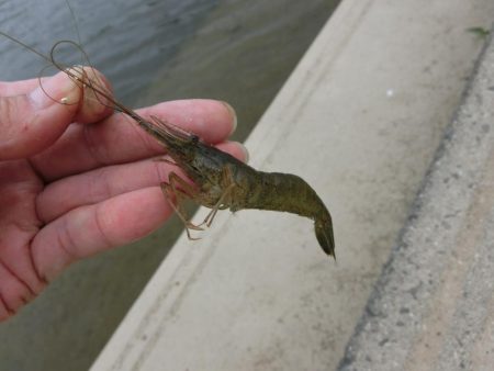 激渋テナガエビ