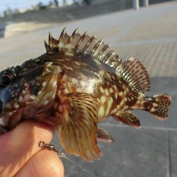 根魚の活性も上がってきました