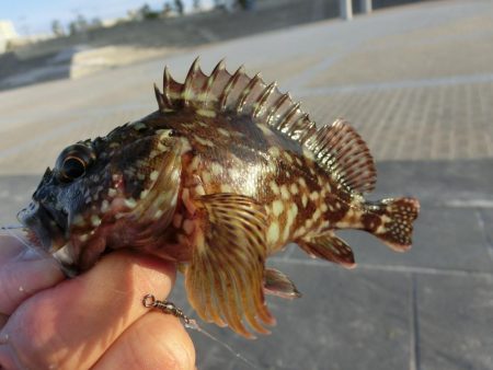 根魚の活性も上がってきました