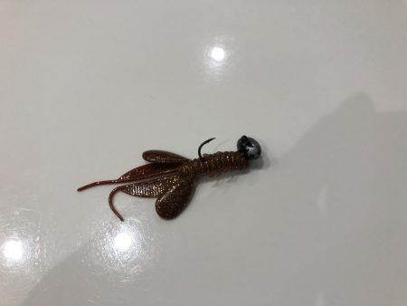 久しぶりのシーバス