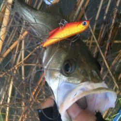 淀のハクパターン