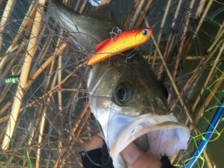 淀のハクパターン