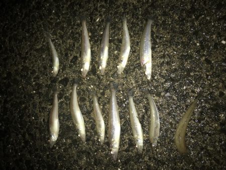 アジング  とキス釣り