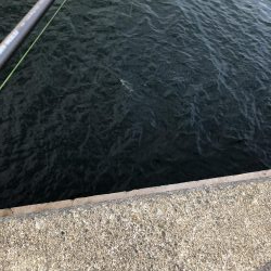 あおものを釣りに。。