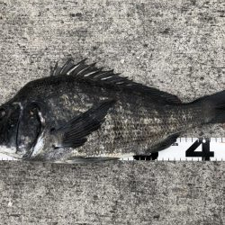 イチノ兄弟、釣果！