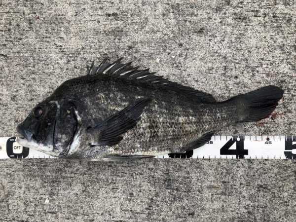 イチノ兄弟、釣果！