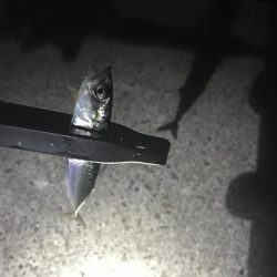 なんとか一杯。