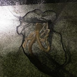 アジングのつもりが