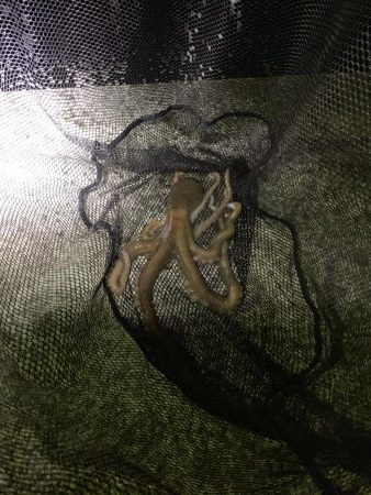 アジングのつもりが