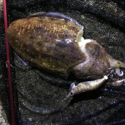 モンゴウイカ1.４キロ
