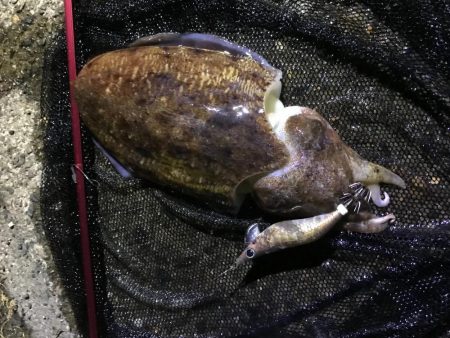 モンゴウイカ1.４キロ