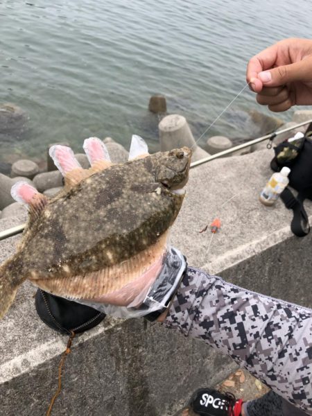 三日連続のキス釣り·····嬉しい魚も