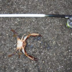 前打ち・カニのみ