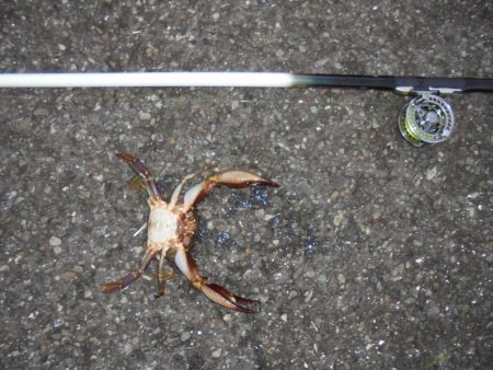 前打ち・カニのみ