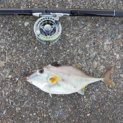 クロダイ遠くギマ登場