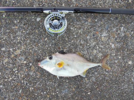 クロダイ遠くギマ登場