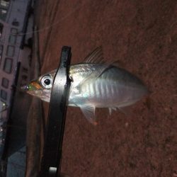 アタリは多かった