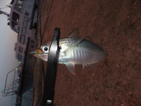 アタリは多かった