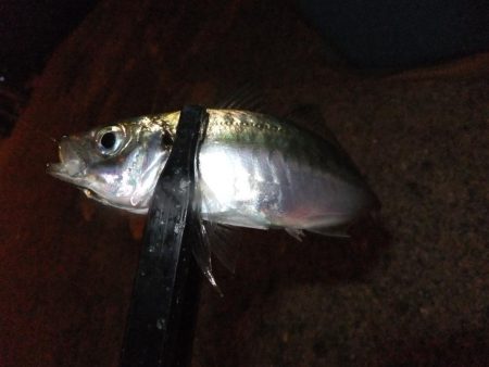 アジング好調キープ