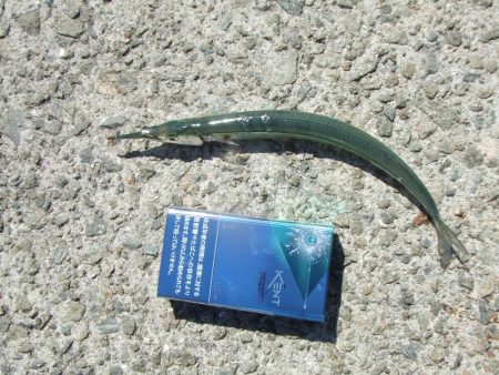 今期初サヨリは良型が連発