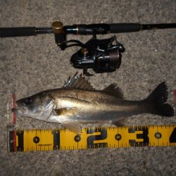 CD7でテトラ際を狙ってみる