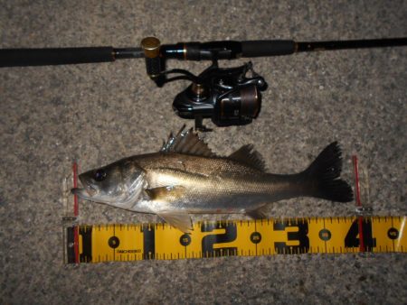 CD7でテトラ際を狙ってみる