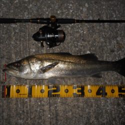 マメに探って1本…