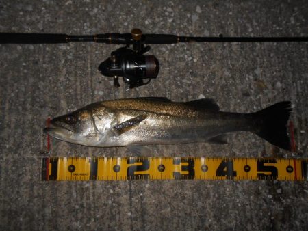 マメに探って1本…