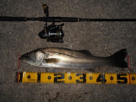 再びバチパターン突入か？