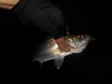 時合いはかなり短い…。