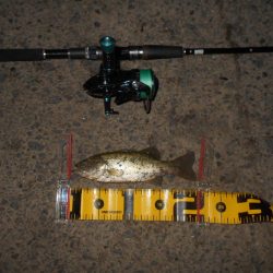 久しぶりのバスフィッシング…